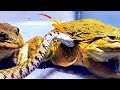 Wow asian bullfrog eating by big snake warning live feeding
