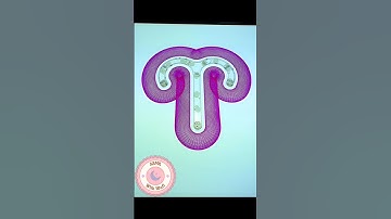 If you’re a true Spirograph fan, comment "T"👇 #spirograph #asmr #satisfying #shorts #art #usa