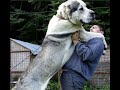 GREAT CENTRAL ASIAN SHEPHERDS.The biggest ferocious dog.Alabai.huge dog.Giant dog.powerful