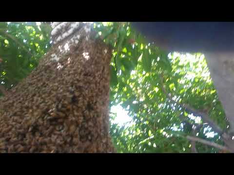Killer Bees  in the Trees of San Diego