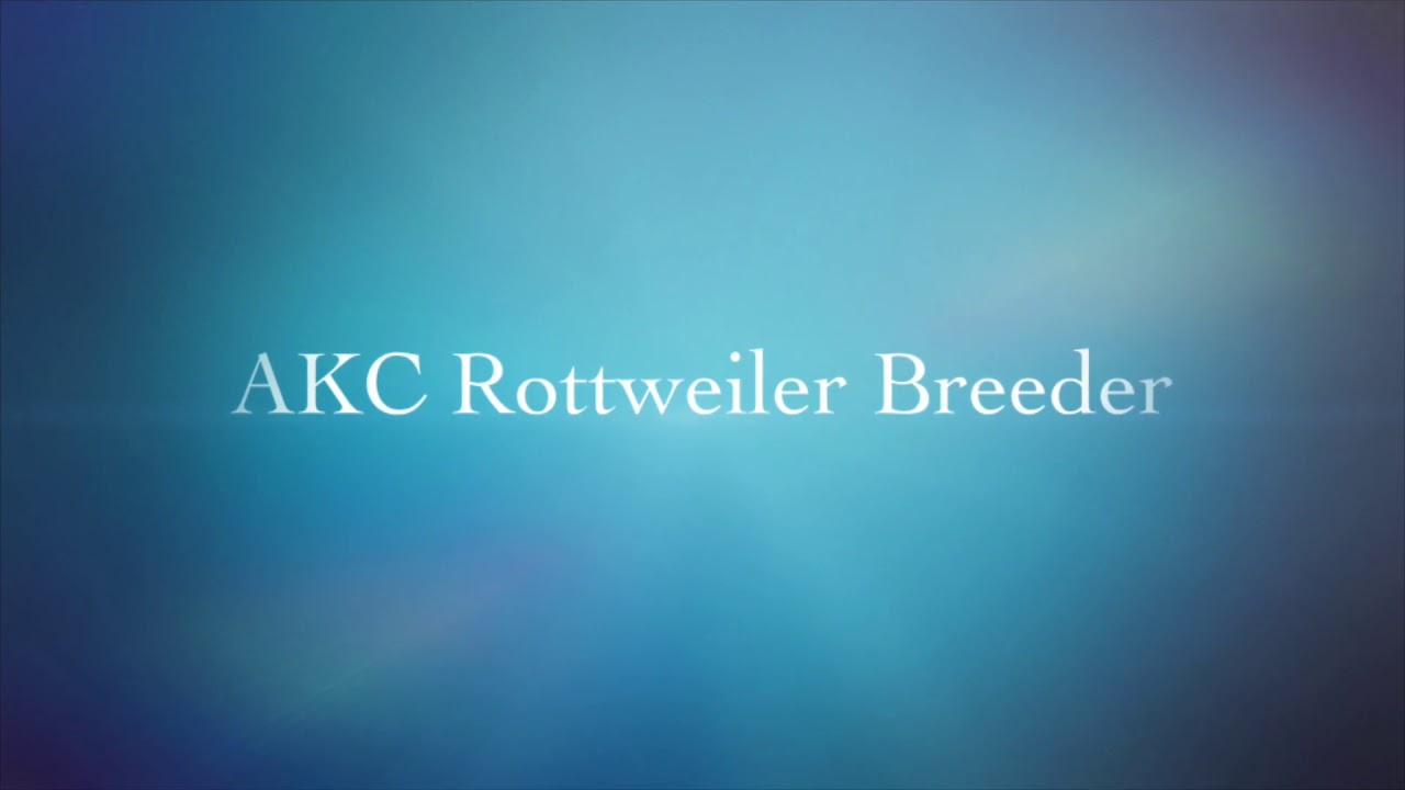 AKC Rottweiler Puppies For Sale