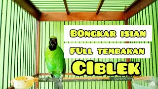 Cucak Ijo Gacor Isian Ciblek, Full Tembakan, Greater Green Leafbird singing voice