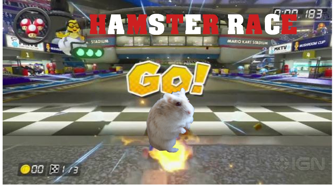 HAMSTER-RACE - YouTube