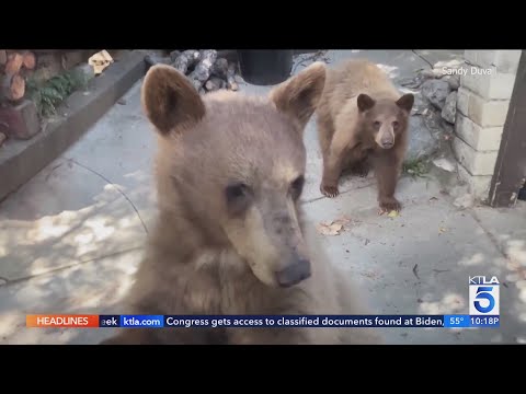 Sierra Madre residents on edge over growing number of bear encounters
