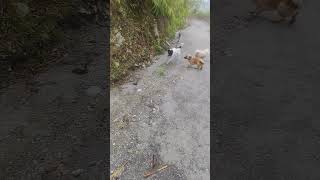 #music #remix #petlover #darjeelingsightseeing #lifeisbutadream