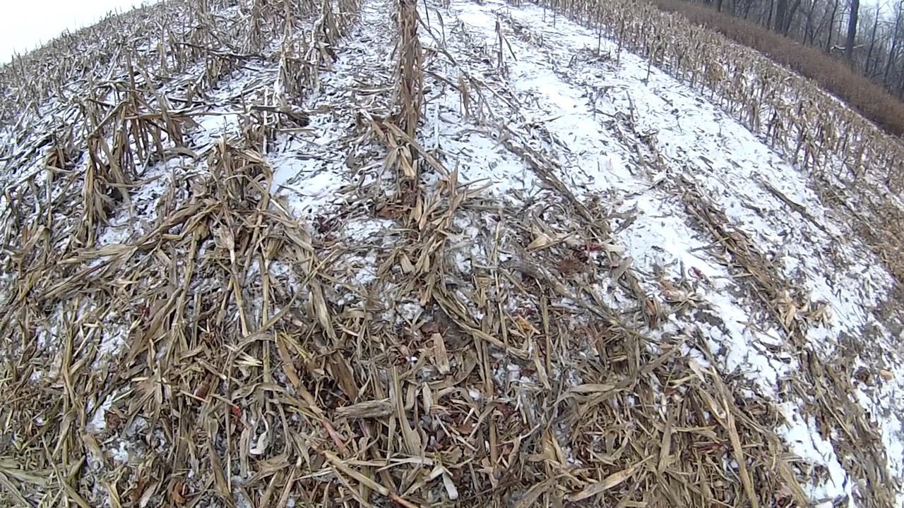 Mowing Down Corn Stalks Part 2 YouTube