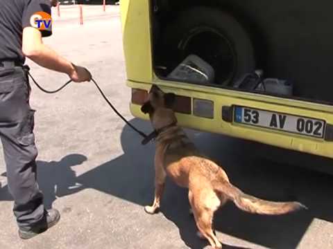 ნარკოტიკების წინააღმდეგ ბრძოლაში ძაღლები ჩაერთნენ (ვიდეო)