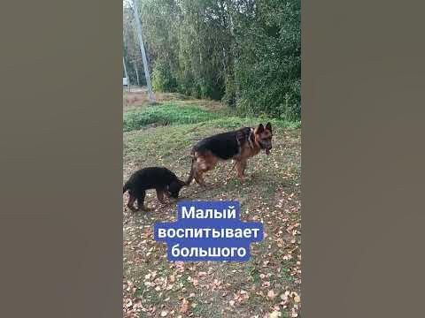 Лапик и Тим - YouTube