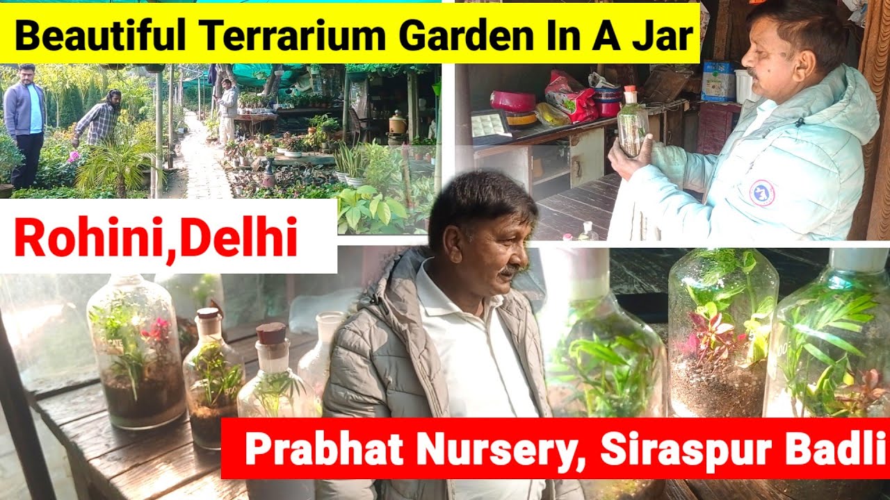 अनोखी Nursery In Siraspur Badli ||Garden In A Jar ||Rohini Nursery #youtube #plantnurseryvisit