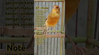 Download Lagu KENARI GACOR ISTIMEWA #kenari #pancingankenari #kroto #extrafooding MP3