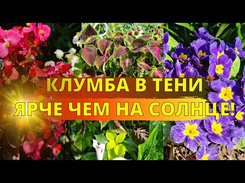 Видео: Теневыносливые цветы: цветы для выращивания в тени