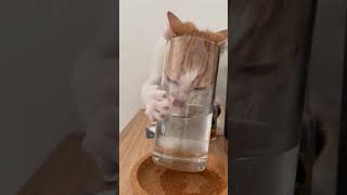 Clever Kitten Drinks Water from Small Cylindrical Cup by Bending It