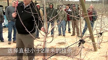 Tall Spindle Orchards: Three Simple Rules (Chinese)