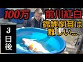 【100万円前川紅白】自宅池に入れて…３日後の事でした。　#錦鯉 　#アクアリウム　 #koi