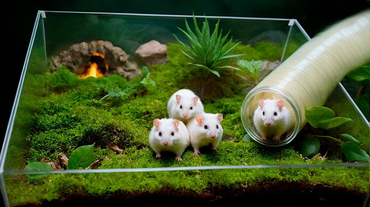 LOS HIJOS DE STEPHAN SE MUDARON A UN HAMSTERARIUM SUBTERRÁNEO