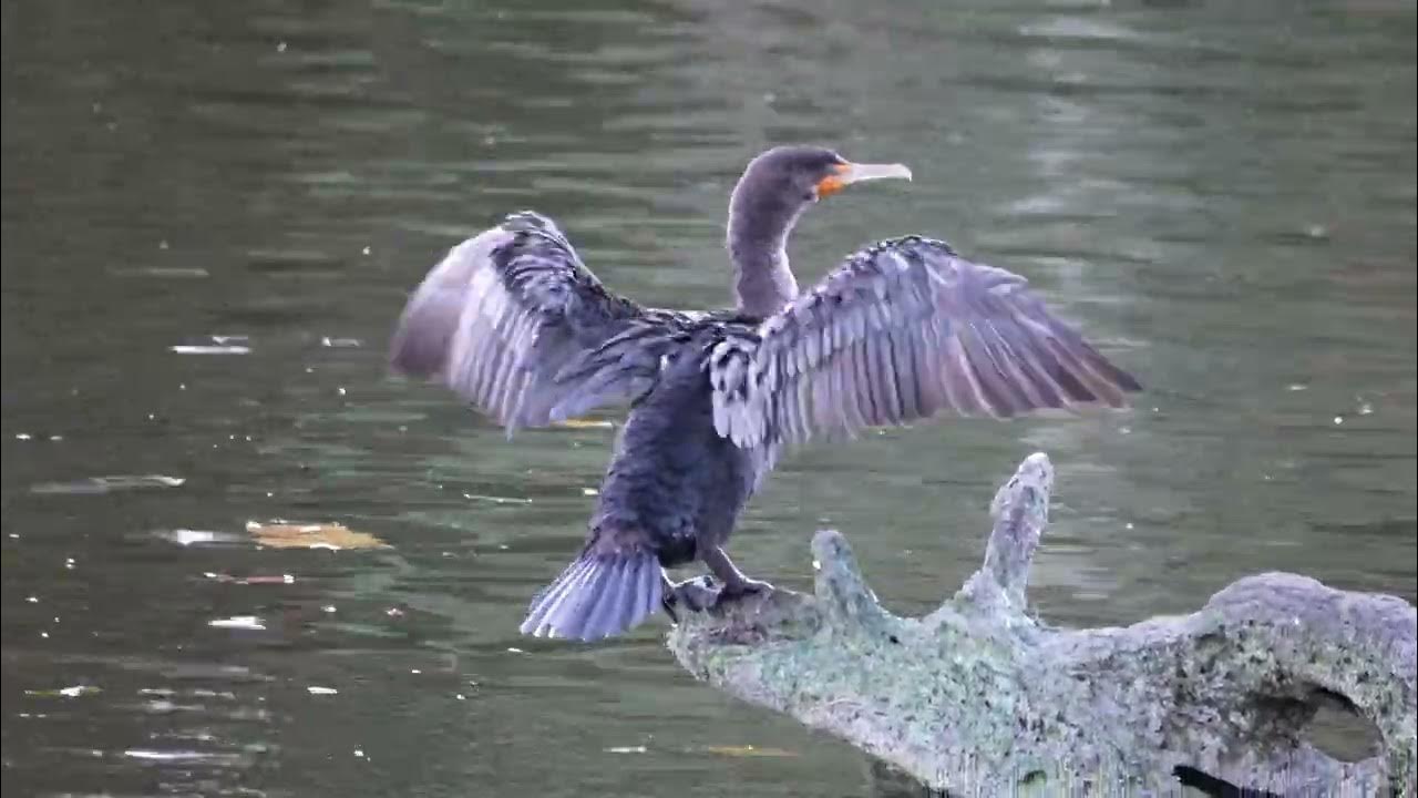 Cormorant in Westport, CT YouTube