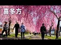 【Cherry blossoms】Kitakata 2019 #4K #喜多方 #日中線記念自転車歩行者道