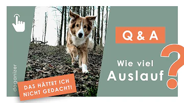 Wie viel Auslauf braucht ein Hund pro Tag?