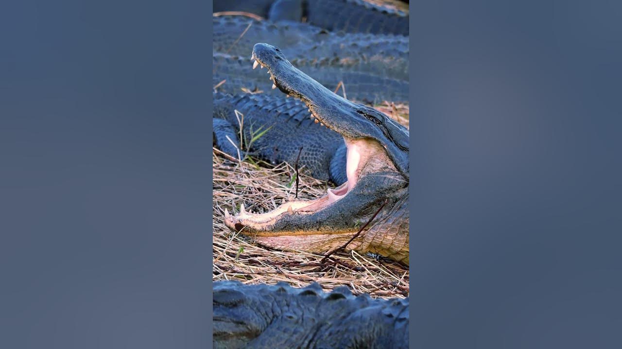 Do alligators have tongues? And what the heck is that thing sticking Do alligators have tongues? And what the heck is that thing sticking
