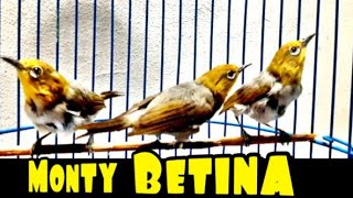 Monty Betina Gacor - Suara Pleci Monty Betina Memanggil Jantan (31/03/20)