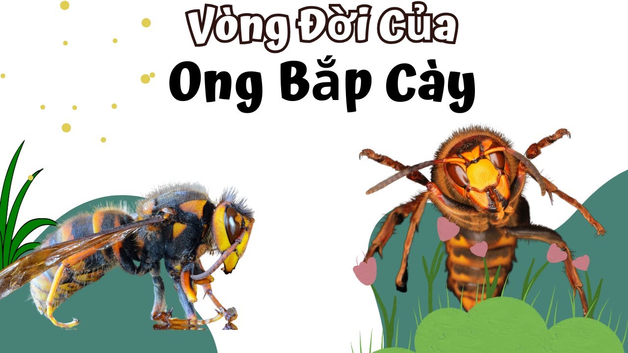 Vòng Đời Của Ong Bắp Cày Bao Nhiêu Ngày? Life Cycle of Wasps