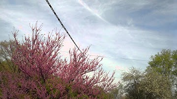 Anatomy of my 80M delta loop.