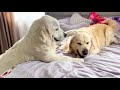Golden Retriever Shocked That Another Dog Has Occupied His Owner&#39;s Bed