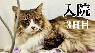 【慢性腎不全】希望をつないで、ぽこまる入院3日目