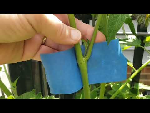 How to Fix a Broken Tomato Stem 