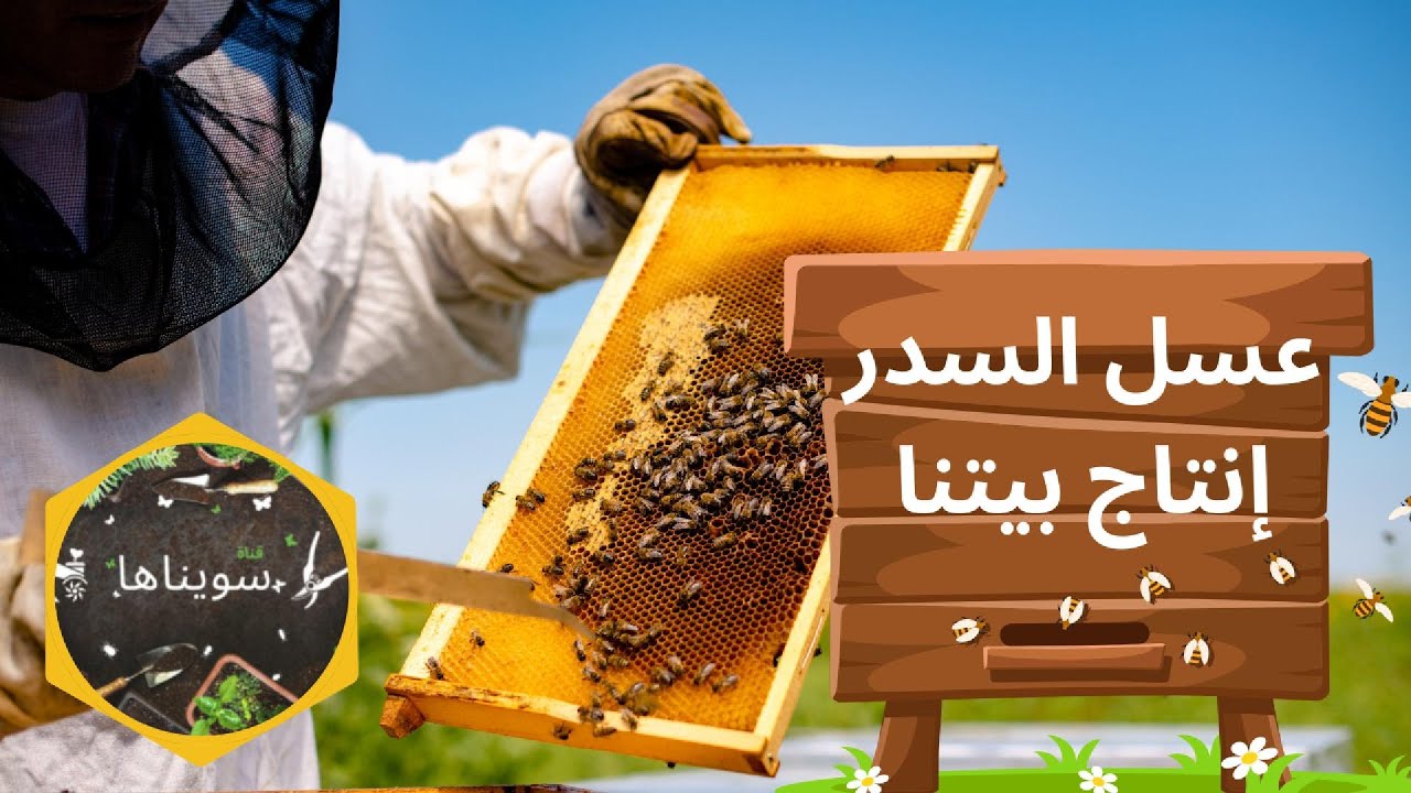 التجربة الأولى | تربية النحل في البيت؟ جني عسل سدر إماراتي (1)