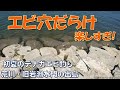 【テナガエビ釣り】荒川・旧岩淵水門の出島は【エビ穴天国】健啖隊ネット隊員(y.kats…