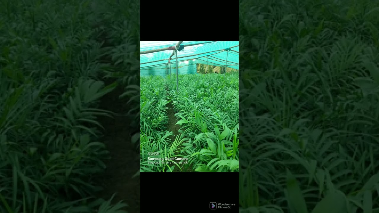 Best indoor plants YouTube