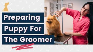 Dog Grooming Tips  Getting Ready for the Groomer