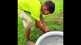 Fishing in Rainy Season | Catching Climbing Perch Fish & Catfish Search | Fishing By Hand