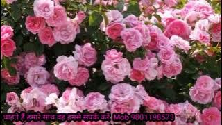 Mile na phool to kanton se dosti kar le /kamyab bharat music center