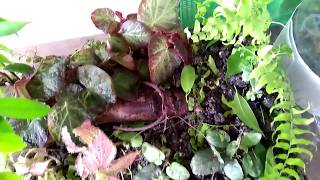 How to: Vivarium