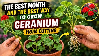 🌿 Best Month & Easiest Way to Grow Geranium from Cuttings | 100% Simple Method |