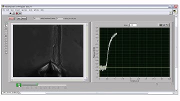 Myofibril bundle contraction movie and instantaneous tension