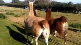 Gentle Mystics at the Llama Races