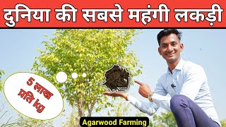दुनिया की सबसे महंगी लकड़ी अगरवुड की खेती || Agarwood ki kheti || Agarwood Farming In India