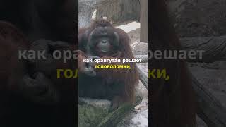 🌴🐒 Орангутаны Борнео: Лесные Гении! ✨🌿
