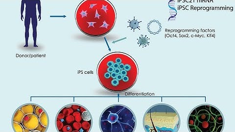 Reprogramming properties of mRNA...