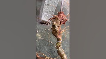 cặp sâm rừng Lai Châu chất sâm già ngon cực đỉnh. Trọng lượng 195gr  #sâm_ngọc_linh_rừng #sâm_rừng