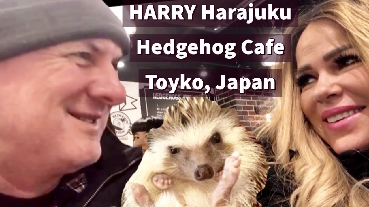 Hedgehog Cafe Harry Harajuku Shibuya Destimap Destinations On Map