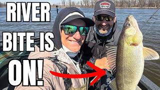 We Caught MULTIPLE Species in One Day On The Mississippi! (New to River Fishing!)