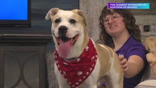 "Absolute doll" Silo is available for adoption now at the Animal Rescue League | Paid Content