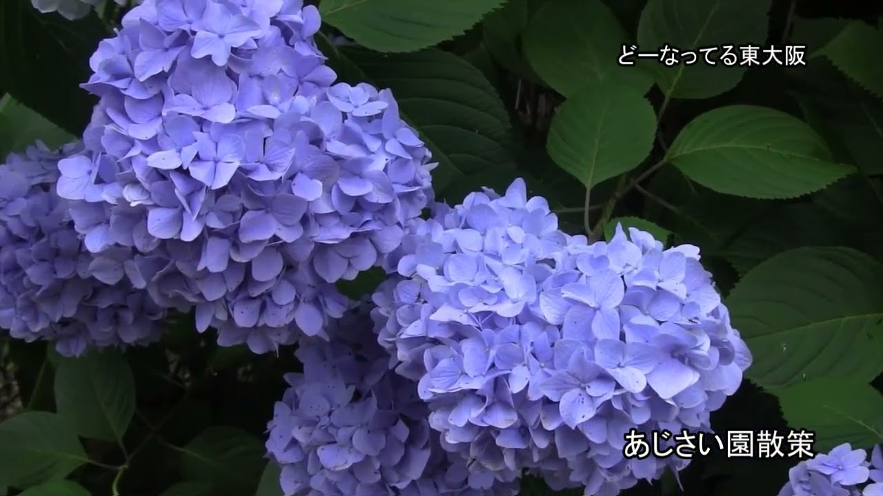 あじさい園散策 梅雨の晴れ間 生駒山額田園地 2026 - YouTube