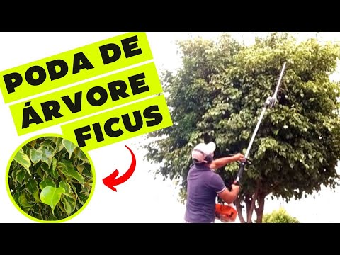 Vídeo: Podando árvores imperatrizes reais: quando e como podar uma árvore Paulownia