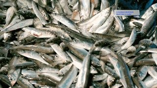5 фактов о рыбе, которые заставят сделать каждый четверг рыбным днём 5 фактов о рыбе, которые заставят сделать каждый четверг рыбным днём