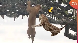 LION ATTACKS LEOPARD ON TREE